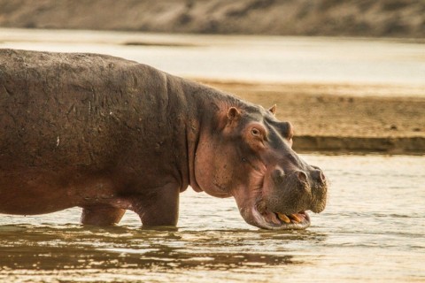 Odwieczni rywale - hipopotam kontra lew () - Film