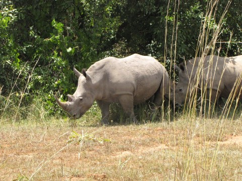 Powrót nosorożca białego () - Film