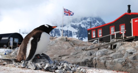 Poczta pingwinów na Antarktydzie (2014) - Film