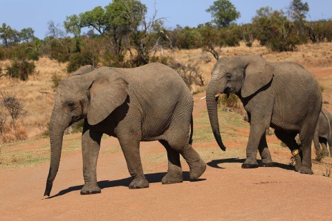 Koale w upale i wołania słoni