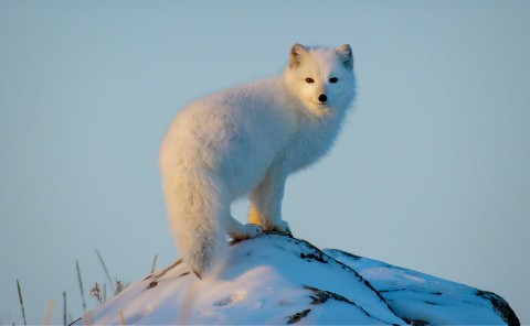 Zwierzęta Alaski: mistrzowie przetrwania (2022) - Film