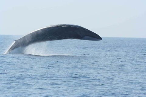 Pelagos - śródziemnomorskie sanktuarium waleni - Program