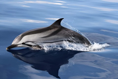 Pelagos - śródziemnomorskie sanktuarium waleni - Program