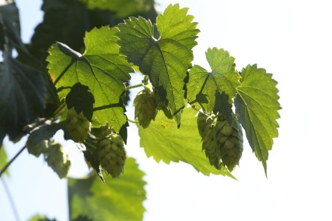 Hopfen in der Hallertau